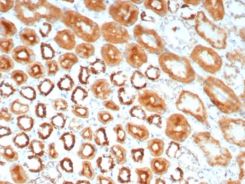 MR1 Antibody / MHC class I related protein 1