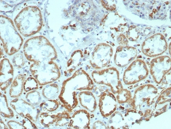 MR1 Antibody / MHC class I related protein 1
