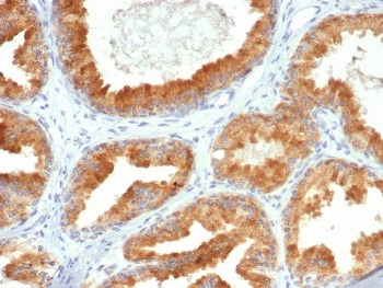 AIBZIP Antibody / CREB3L4