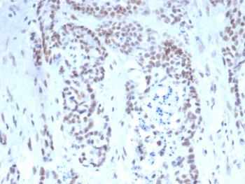 TDP43 Antibody / TARDBP / TAR DNA binding protein