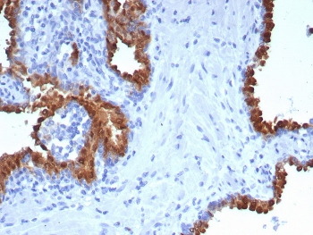 PTPRU Antibody / Protein Tyrosine Phosphatase Receptor Type U
