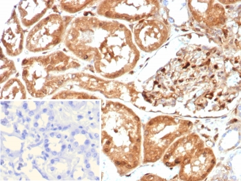 GBP1 Antibody / Guanylate binding protein 1