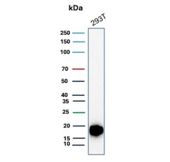 Survivin Antibody / BIRC5