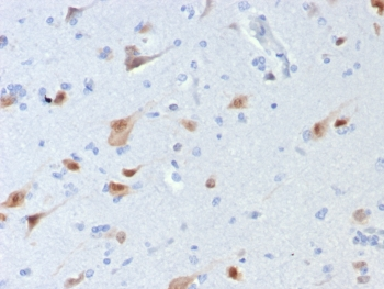 NeuN Antibody / Fox3 / Rbfox3