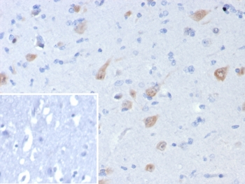 NeuN Antibody / Fox3 / Rbfox3