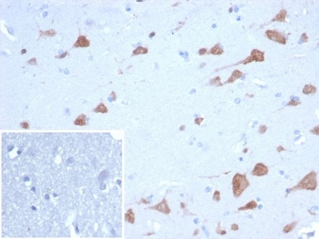 NeuN Antibody / Fox3 / Rbfox3