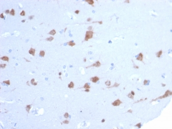 NeuN Antibody / Fox3 / Rbfox3