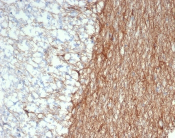 GFAP Antibody / Glial Fibrillary Acidic Protein