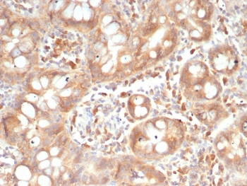 SIGLEC10 Antibody
