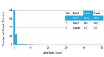 CCL23 Antibody / MPIF-1