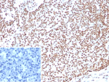 E2F4 Antibody