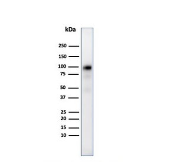 Glycoprotein 2 Antibody / GP2 / ZAP75