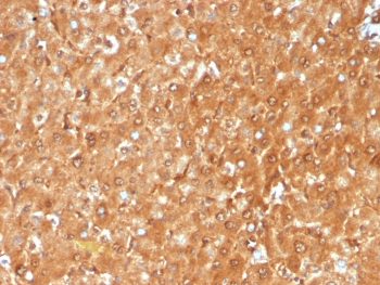 GCHFR Antibody / GFRP