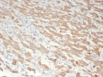 GCHFR Antibody / GFRP