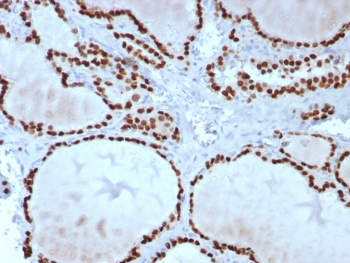 NKX2.1 Antibody / TTF-1