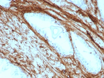 Decorin Antibody