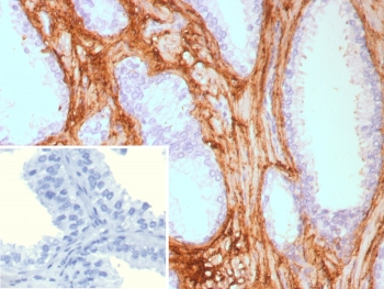 Decorin Antibody