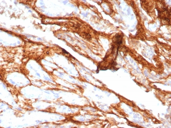 Decorin Antibody