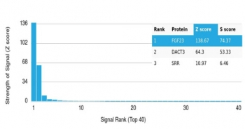 FGF-23 Antibody / Fibroblast Growth Factor 23