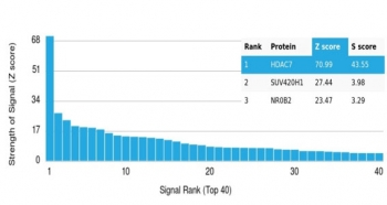 HDAC7 Antibody