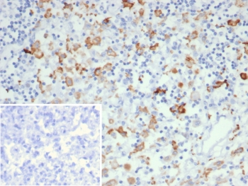 CD163L1 Antibody
