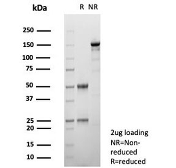 CD163L1 Antibody
