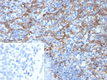 CD163L1 Antibody