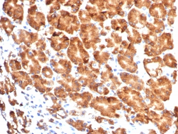 CD57 / HNK-1 Antibody