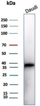 CD57 / HNK-1 Antibody