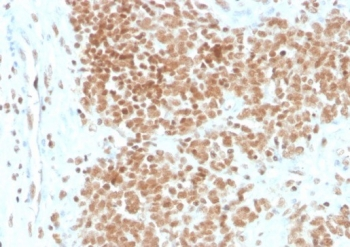 FLI1 Antibody