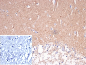 NCAM / CD56 Antibody