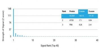 NCAM / CD56 Antibody