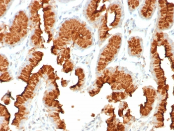 MUC5AC Antibody