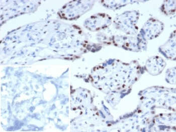 p57 Antibody / p57Kip2