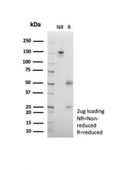 Fas Antibody / CD95