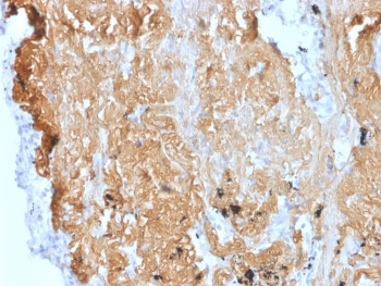 ZNF488 Antibody