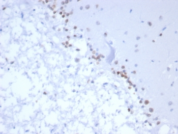 Neurogenin 3 Antibody / NGN3