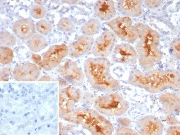 Neuropilin 1 Antibody / NRP1