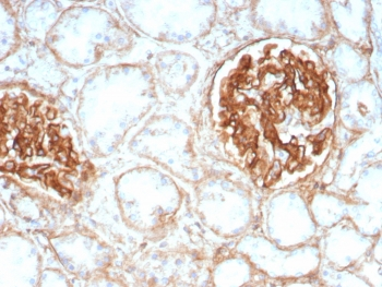 Integrin beta 1 Antibody / ITGB1 / CD29