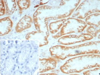 Biotin / Vitamin B7 / Vitamin H Antibody