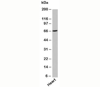 UNC93B Antibody