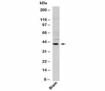 Viperin Antibody