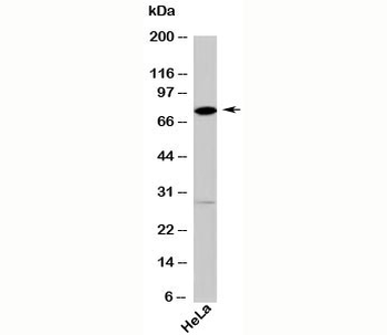 DDX4 Antibody