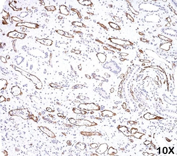 C4d / Complement 4d Antibody