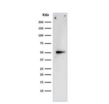 Cyclin A2 Antibody / CCNA2