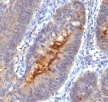 Secretory Component p85 Antibody / ECM1