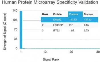 HER2 Antibody / ErbB2