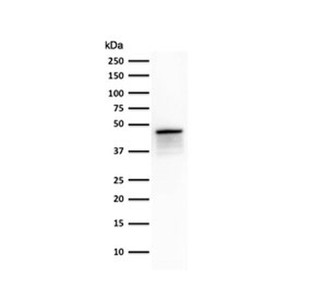 KRT8 Antibody / Cytokeratin 8