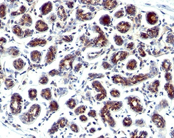 Estrogen Inducible Protein pS2 / TFF1 Antibody