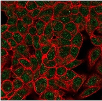 Myf-4 Antibody / MYOG / Myogenin
